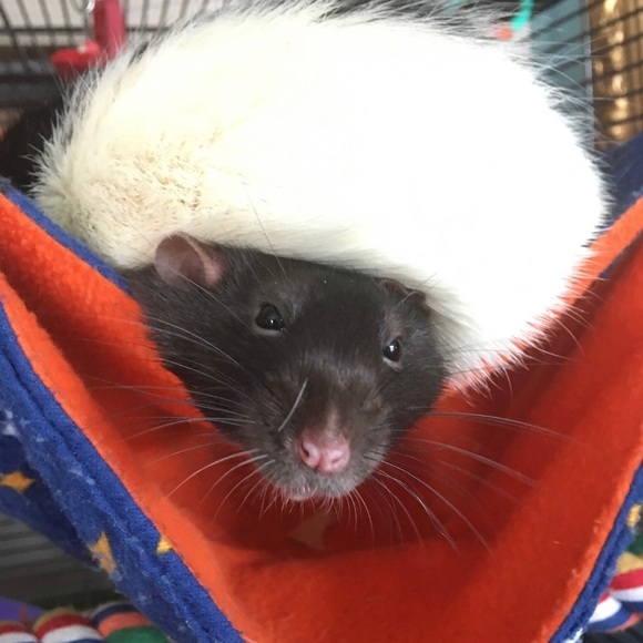 Meet your Posher, Jenny - Picture 7 of 7